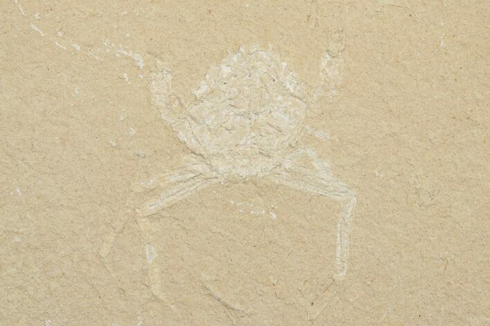 Cretaceous Armored Crab (Corazzatocarcinus) - Pos/Neg #202121